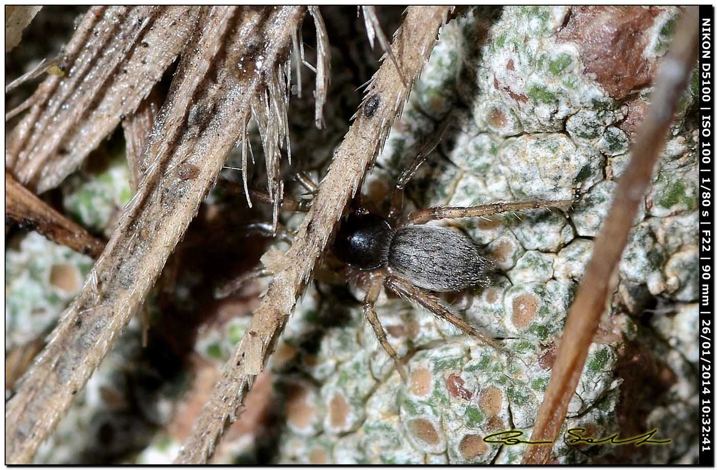 Gnaphosa alacris. - Alghero (SS)
